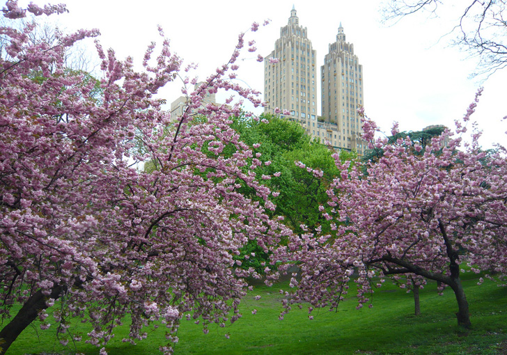 central park spring